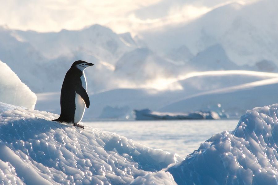 Pingüino en la nieve Descripción generada automáticamente